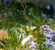 Caulerpa prolifera